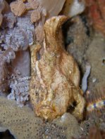 Randall's frogfish - <em>Antennarius randalli</em> - Randall Anglerfisch