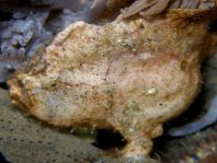 Antennarius randalli Randall's frogfish - Randall's Anglerfisch