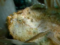 Antennarius randalli Randall's frogfish - Randall's Anglerfisch