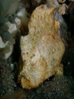 Randall's frogfish - <em>Antennarius randalli</em> - Randall Anglerfisch