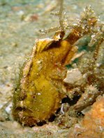 Randall's frogfish - <em>Antennarius randalli</em> - Randall Anglerfisch