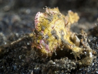 Antennarius randalli Randall's frogfish - Randall's Anglerfisch