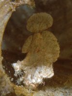 Randall's frogfish - <em>Antennarius randalli</em> - Randall Anglerfisch