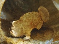 Randall's frogfish - <em>Antennarius randalli</em> - Randall Anglerfisch