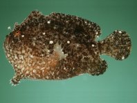 Randall's frogfish - <em>Antennarius randalli</em> - Randall Anglerfisch