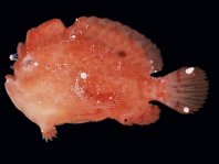 Antennarius randalli Randall's frogfish - Randall's Anglerfisch