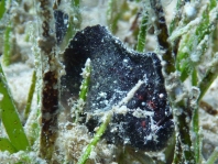 Randall's frogfish - <em>Antennarius randalli</em> - Randall Anglerfisch