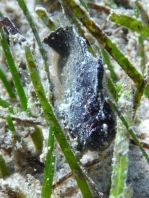 Antennarius randalli Randall's frogfish - Randall's Anglerfisch