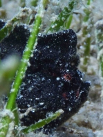 Randall's frogfish - <em>Antennarius randalli</em> - Randall Anglerfisch