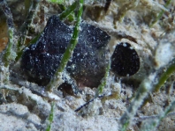 Antennarius randalli Randall's frogfish - Randall's Anglerfisch