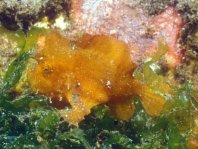 Randall's frogfish - <em>Antennarius randalli</em> - Randall Anglerfisch