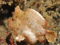 Antennarius randalli Randall's frogfish - Randall's Anglerfisch