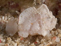 Antennarius randalli Randall's frogfish - Randall's Anglerfisch