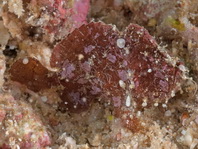 Antennarius randalli Randall's frogfish - Randall's Anglerfisch