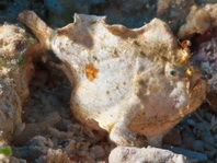 Antennarius randalli Randall's frogfish - Randall's Anglerfisch