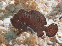 Antennarius randalli Randall's frogfish - Randall's Anglerfisch