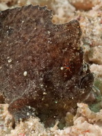 Antennarius randalli Randall's frogfish - Randall's Anglerfisch