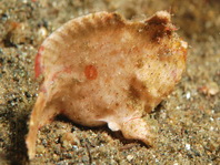 Antennarius randalli Randall's frogfish - Randall's Anglerfisch