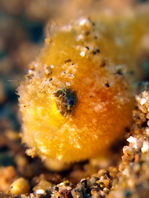 Antennarius striatus (Striped or striated frogfish, hairy frogfish - Gestreifter Anglerfisch)