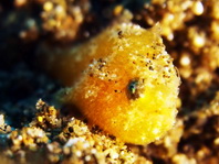 Antennarius striatus (Striped or striated frogfish, hairy frogfish - Gestreifter Anglerfisch)