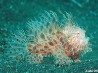 Striped or hairy frogfish - Antennarius striatus - Gestreifter Anglerfisch