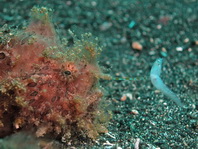 Details of the rod and lure of the hairy frogfish - - Antennarius striatus - Details der Angel und des Köders des Gestreiften Anglerfisches