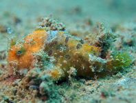 Antennarius striatus (Striped or striated frogfish, hairy frogfish - Gestreifter Anglerfisch)