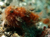 Antennarius striatus (Striped Frogfish, Striated frogfish, Splitlure Frogfish, Zebra Frogfish, Hairy frogfish - Gestreifter Anglerfisch, Streifen Anglerfisch) 