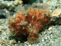 Antennarius striatus (Striped or striated frogfish, hairy frogfish - Gestreifter Anglerfisch)