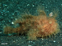 Striped or hairy frogfish - <em>Antennarius striatus</em> - Gestreifter Anglerfisch