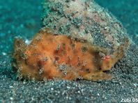 Antennarius striatus (Striped Frogfish, Striated frogfish, Splitlure Frogfish, Zebra Frogfish, Hairy frogfish - Gestreifter Anglerfisch, Streifen Anglerfisch) 