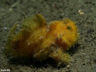 Antennarius striatus (Striped Frogfish, Striated frogfish, Splitlure Frogfish, Zebra Frogfish, Hairy frogfish - Gestreifter Anglerfisch, Streifen Anglerfisch) 