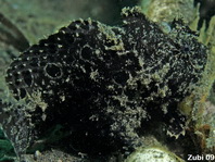 Striped or hairy frogfish - Antennarius striatus - Gestreifter Anglerfisch