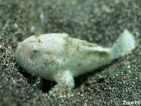 Striped or hairy frogfish - Antennarius striatus - Gestreifter Anglerfisch