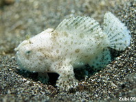 Antennarius striatus (Striped or striated frogfish, hairy frogfish - Gestreifter Anglerfisch)