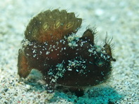 Antennarius striatus (Striped or striated frogfish, hairy frogfish - Gestreifter Anglerfisch)