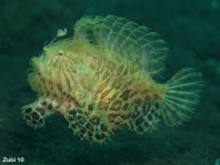 Antennarius striatus (Striped or striated frogfish, hairy frogfish - Gestreifter Anglerfisch)