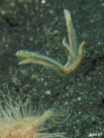 Antennarius striatus (Striped or striated frogfish, hairy frogfish - Gestreifter Anglerfisch)