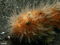 Striped or hairy frogfish - Antennarius striatus - Gestreifter Anglerfisch