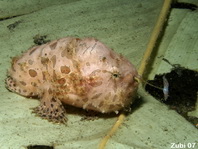 Striped or hairy frogfish - Antennarius striatus- Gestreifter Anglerfisch