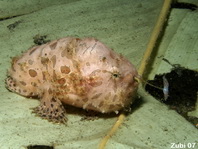 Striped or hairy frogfish - Antennarius striatus- Gestreifter Anglerfisch