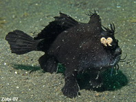 Antennarius striatus (Striped or striated frogfish, hairy frogfish - Gestreifter Anglerfisch)