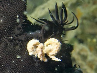 Antennarius striatus (Striped or striated frogfish, hairy frogfish - Gestreifter Anglerfisch)