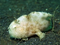 Antennarius striatus (Striped Frogfish, Striated frogfish, Splitlure Frogfish, Zebra Frogfish, Hairy frogfish - Gestreifter Anglerfisch, Streifen Anglerfisch) 