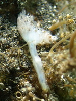 Antennarius striatus (Striped or striated frogfish, hairy frogfish - Gestreifter Anglerfisch)