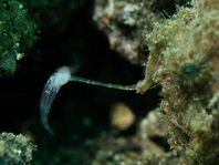 Antennarius striatus (Striped or striated frogfish, hairy frogfish - Gestreifter Anglerfisch)