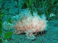 Antennarius striatus (Striped or striated frogfish, hairy frogfish - Gestreifter Anglerfisch)