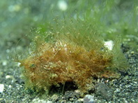 Antennarius striatus (Striped or striated frogfish, hairy frogfish - Gestreifter Anglerfisch)