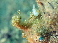 Antennarius striatus (Striped or striated frogfish, hairy frogfish - Gestreifter Anglerfisch)