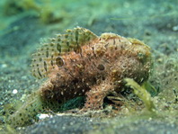 Antennarius striatus (Striped or striated frogfish, hairy frogfish - Gestreifter Anglerfisch)